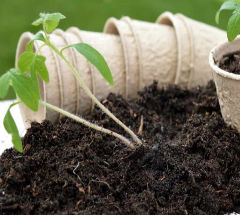 Overwatered lawns or plant pots that stay damp